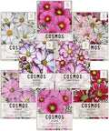 Seed Needs, Cosmos Seed Packet Variety Pack Collection (8 Individual Cosmos Wildflowers for Planting) Heirloom & Open Pollinated