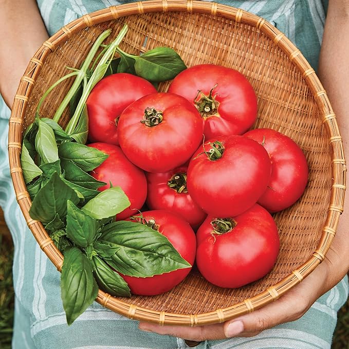 Burpee 'Medium Rare Hybrid' Tomato Seeds for Planting - Non-GMO, Indeterminate, Pink Beefsteak Slicing Tomato, 35mg Seed Packet for Home Garden