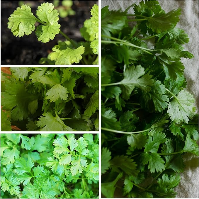 Seed Needs Cilantro Seeds for Planting Coriander Kitchen Herbs - Non-GMO Heirloom & Untreated - Grow a Home Grown Herb Garden Indoors or Outdoors (5 Packs)