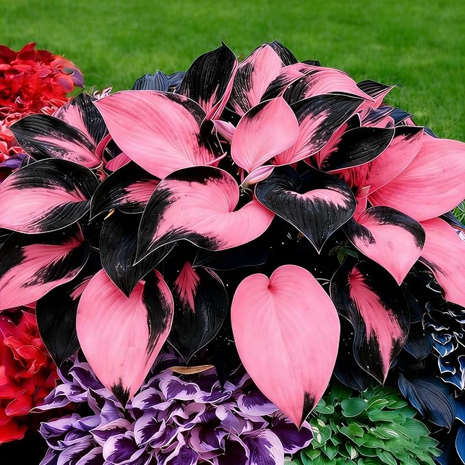 Hosta Seeds for Planting, 200+pcs Rare Perennial Hosta Flower Seeds, Non-GMO Heirloom Long Blooming Plants Shaded Entry Pathway Flowers for Garden Outdoors