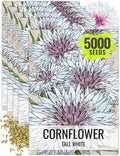 Seed Needs Cornflower Seeds for Planting Tall White Bachelor's Button Wildflowers - Heirloom & Open Pollinated Flowers to Plant and Grow an Outdoor Home Grown Butterfly Garden (5 Packs)