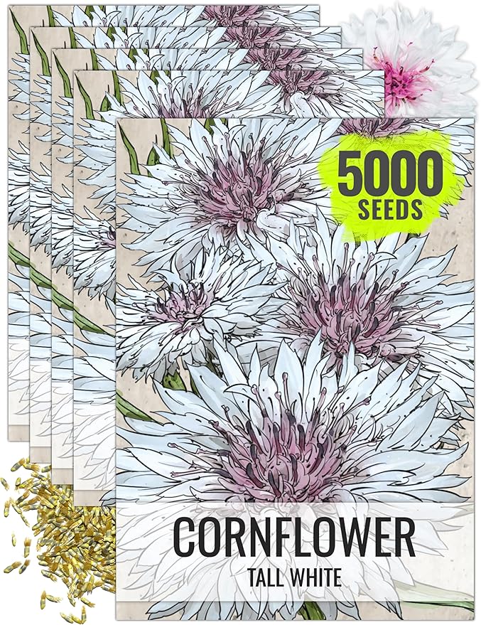 Seed Needs Cornflower Seeds for Planting Tall White Bachelor's Button Wildflowers - Heirloom & Open Pollinated Flowers to Plant and Grow an Outdoor Home Grown Butterfly Garden (5 Packs)