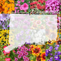 Connecticut Bulk Perennial Wildflower Seed Mix 1lb Covers 2,000sq-ft - Attract Pollinators, Multi-Color Blooms - Northeast US Species Plant in Spring/Fall - Earth-Friendly Packaging (1/2 Pound)