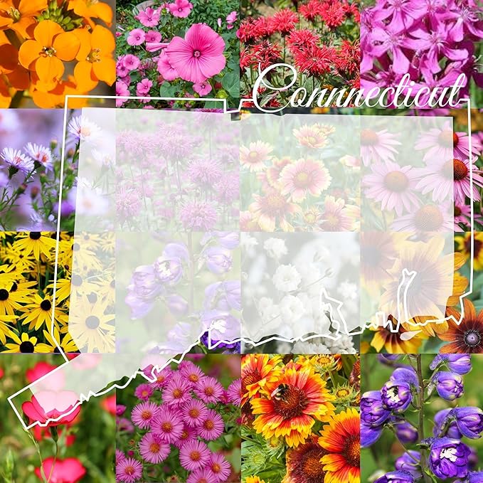Connecticut Bulk Perennial Wildflower Seed Mix 1lb Covers 2,000sq-ft - Attract Pollinators, Multi-Color Blooms - Northeast US Species Plant in Spring/Fall - Earth-Friendly Packaging (1 Pound)