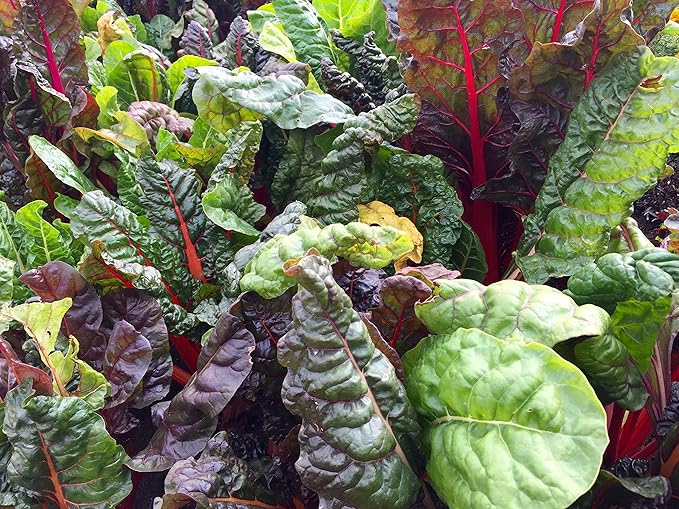 TKE Farms & Gardens - Rainbow Swiss Chard Seeds for Planting, 175+ Heirloom Non-GMO Seeds, Vibrant Mix of Red, Pink, Gold and Green Stems, Sweet Tender Leaves, Nutritious, Easy-to-Grow Garden Favorite