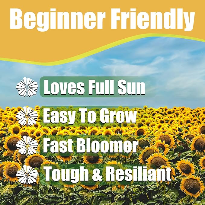 Park Seed Double Sunking Sunflower Seeds – Fringed Fully Double Yellow Blooms, Fun Powderpuff Style for Spring Gardens, Easy to Grow Cutting and Cottage Variety, Pack of 50