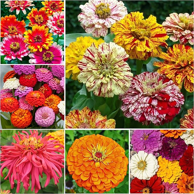Seed Needs, Crazy Blend Zinnia Seeds - 250 Heirloom Seeds for Planting Zinnia elegans - 15+ Varieties, Attracts Butterflies & Pollinators, Great Cut Flowers (Small Pack)