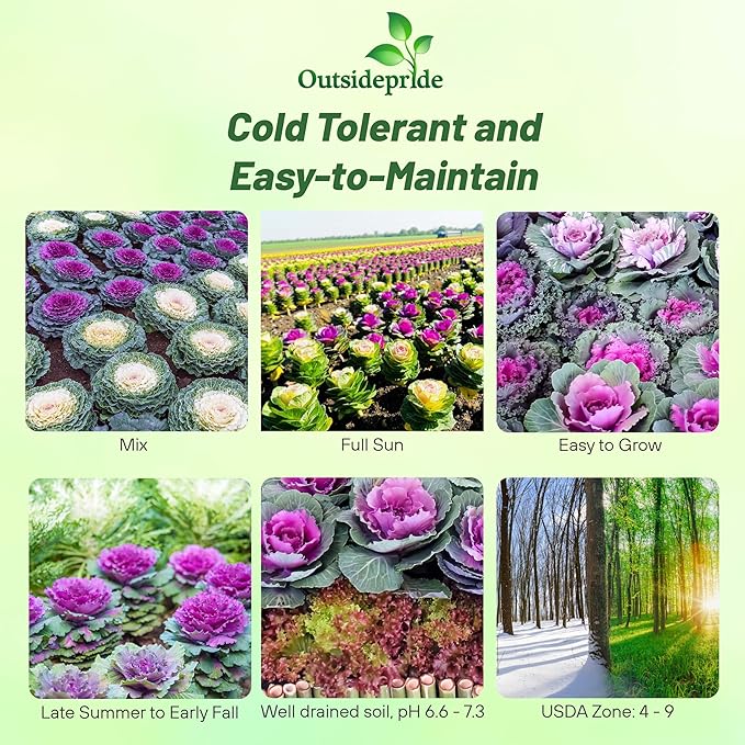 Outsidepride Ornamental Cabbage Flower Seeds - 1000 Pcs. Annual, Cold Tolerant & Low Maintenance, Flower Seeds for Planting Vibrant Mixed Blooms, Great for Garden Edging, Borders, & Container Displays
