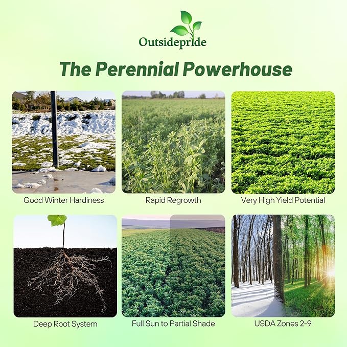 Outsidepride Perennial Alfalfa Seeds for Planting - 5 lbs High Yield, Nitrocoated, Inoculated Winter Hardy Forage Legume Seeds for Growing Lush Green Grass Lawns, Pastures, & Hay for Livestock