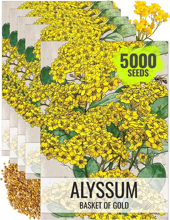 Seed Needs Alyssum Seeds for Planting Basket of Gold - Heirloom Annual Flowers to Attract Pollinators Butterflies & Bees to Outdoor Rock Gardens, Pots, Containers & Window Boxes (5 Packs)