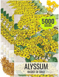 Seed Needs Alyssum Seeds for Planting Basket of Gold - Heirloom Annual Flowers to Attract Pollinators Butterflies & Bees to Outdoor Rock Gardens, Pots, Containers & Window Boxes (5 Packs)