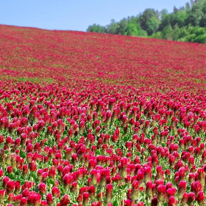Crimson Clover – 5 lb Bulk (~232,000) for Cover Crops, Pasture, Hay, Wildlife Forage, Pollinator Attraction & Green Manure – Legume for Planting