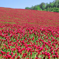 Crimson Clover Seeds – 1/4 lb (~11,600 Seeds) for Cover Crops, Wildlife Forage, Pasture, Hay, Pollinator Attraction, Green Manure & More – Legume Clover Seeds for Planting