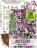 Seed Needs Royal Carpet Alyssum Seeds for Planting - Heirloom & Untreated - Tender Perennial Flowers to Attract Pollinators to Rock Gardens, Pots, Containers & Window Boxes (1 Pack)