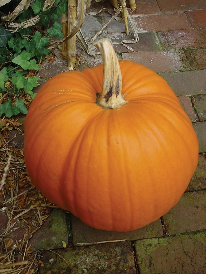 Burpee Small Sugar Pumpkin Seeds 50 seeds