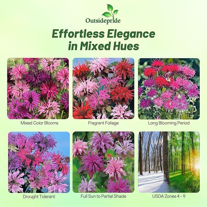 Outsidepride Bee Balm Mix Seeds - 1000 Pcs Perennial, Easy to Grow & Pollinator Friendly Monarda Didyma Flower Seeds for Planting Mint Scented Leaves & Edible Blooms, Ideal for Teas & Potpourri