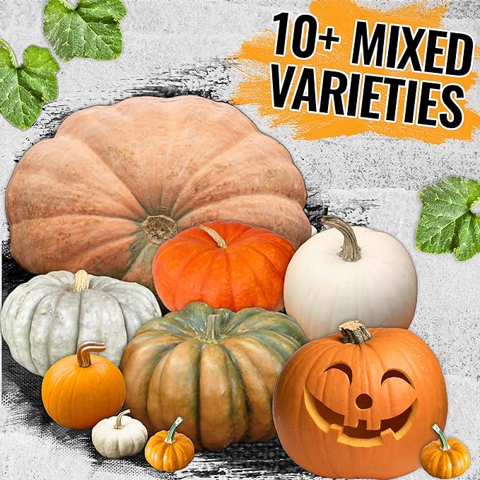 Seed Needs Pumpkin Seeds to Plant Specialty Spooky Blend |10+ Premium Varieties Lumina White, Baby Boo, Blue Jarrahdale, Cinderella & More! | Heirloom Non-GMO Untreated | Bulk