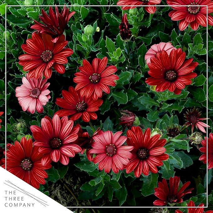 Live Flowering Osteospermum Plant - Red (3 Plants Per Pack) - Beautiful African Daisies - Early Spring Color - 12" Tall by 5" Wide in 1 Qt Pot