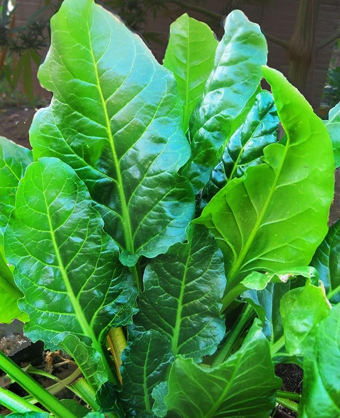 100 + Pcs Seeds Swiss Chard Collection for Planting - Individual Packets of Red Ruby Swiss Chard & Perpetual Spinach Swiss Chard - Non-GMO Heirloom (Perpetual Spinach Swiss Chard)
