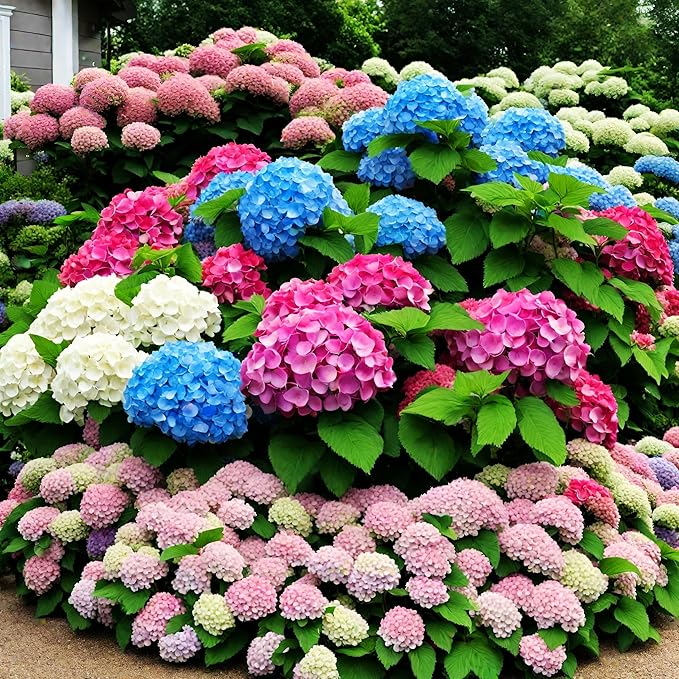 50+ Mixed Color Hydrangea Seeds for Planting, Hydrangea Giant Snowball Shrub, Flower Plant Wedding, Outdoor Garden - Potted Plants