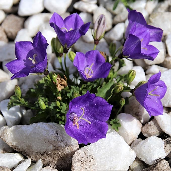 Tussock Bellflower Seed Mix Blue and White 1000 Seeds for Planting Campanula Carpatica Non-GMO with Growing Instructions