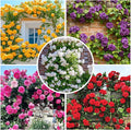 265+ Mix Rose Seeds for Planting in Ganden-Non-GMO Heirloom Plant Climbing Rose Seeds Garden Outdoor