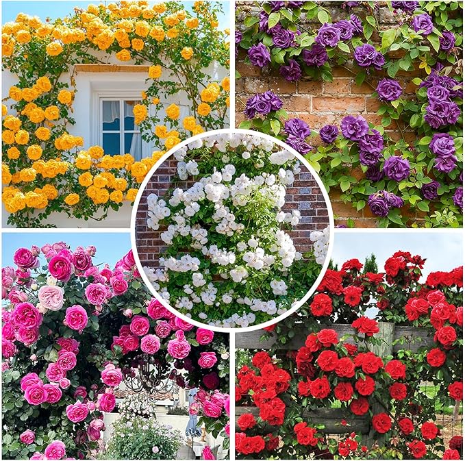 265+ Mix Rose Seeds for Planting in Ganden-Non-GMO Heirloom Plant Climbing Rose Seeds Garden Outdoor