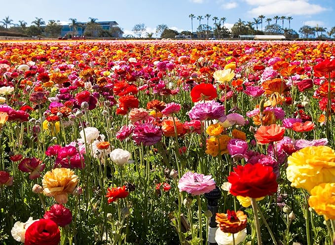 Complete Spring Flower Bulb Garden - 10 Bulbs Ranunculus Bulbs Continuous Blooms (Spring Color from March Through June) - Easy to Grow Fall (Ranunculus Bulbs)