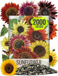 Seed Needs Sunflower Seeds to Plant Sunset Blend 7 Varieties Mix | 2000+ Seeds Helianthus Annuus Heirloom Open Pollinated Bulk Flower Seed | Multicolored Sun Flowers Garden Favorite