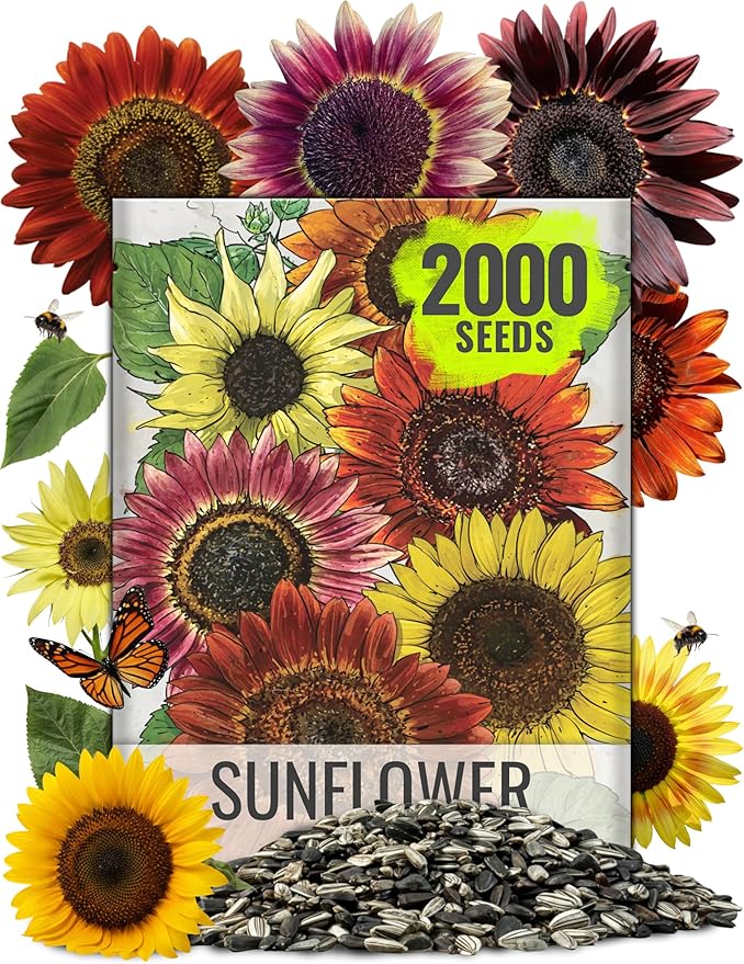 Seed Needs Sunflower Seeds to Plant Sunset Blend 7 Varieties Mix | 2000+ Seeds Helianthus Annuus Heirloom Open Pollinated Bulk Flower Seed | Multicolored Sun Flowers Garden Favorite