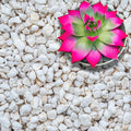 Perlite for Plants, Extra Coarse Grade 4 Horticultural Perlite, Organic Perlite for Gardening Indoor & Outdoor, Made in USA (3 quarts)