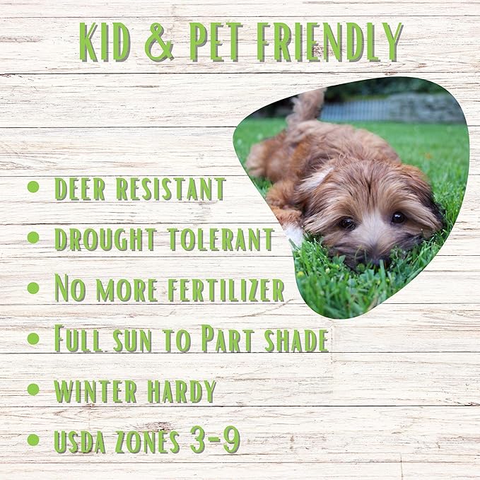 Flawn Seed Kits Simple Lawn Mow Less Fine Fescue Eco-Grass Seed, 1 Lb, Low Maintenance, Shade Tolerant, Covers up to 500