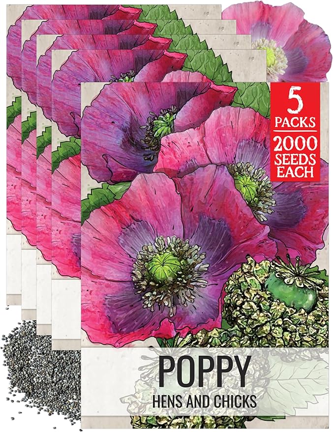 Seed Needs Hens & Chicks Poppy Seeds for Planting - Heirloom & Open Pollinated Annual Wildflowers - Beautiful Poppies to Attract Pollinators to a Butterfly Garden (5 Packs)