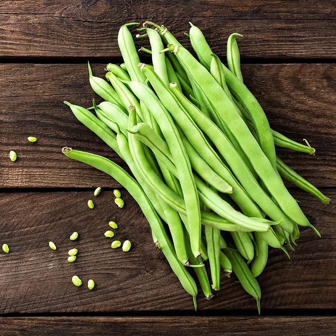 Park Seed Organic Derby Bush Green Bean Seeds – AAS Winner, High Yield 18-Inch Plants, Straight 7-Inch Pods, Disease Resistant, Easy to Harvest and Preserve for Home Gardens – Pack of 100 Seeds