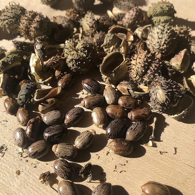 Castor Plant Seeds (Ricinus communis) 30 Seeds (6 Grams) - Mole Plant, African Wonder Tree, Mole Bean Plant by Smoke Camp Crafts