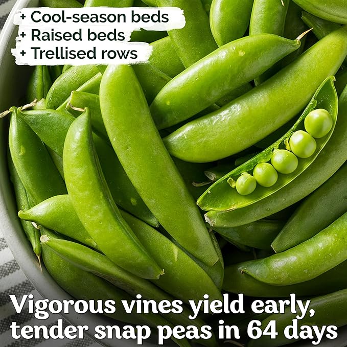 KVITER 100 Sugar Snap Peas Seeds (Pisum sativum) – Sweet Pea Heirloom Seed, Crisp Flavor, Plumper Pods & Early Harvest — Vegetable Seeds for Planting in Outdoor Garden, Containers & Beds