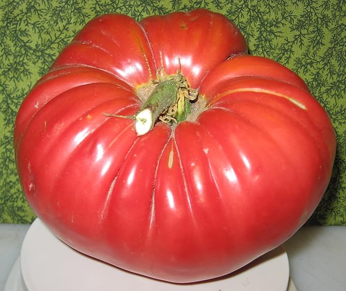 Seeds Red Giant Beefsteak Tomato - Heirloom Vegetable - GMO Free