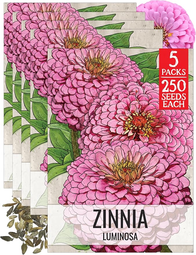 Seed Needs Luminosa Pink Zinnia Seeds for Planting - Heirloom & Open Pollinated Annual Cut Flowers - Grow a Butterfly Garden to Attract Pollinators (5 Packs)