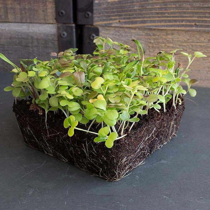 Mesclun Baby Greens Seeds Mix - 1/4 Oz ~6,250 Seeds - A Vibrant Mix of Arugula, Spinach, Swiss Chard, Endive, Kale, Mustard, and Lettuce Seed for Planting