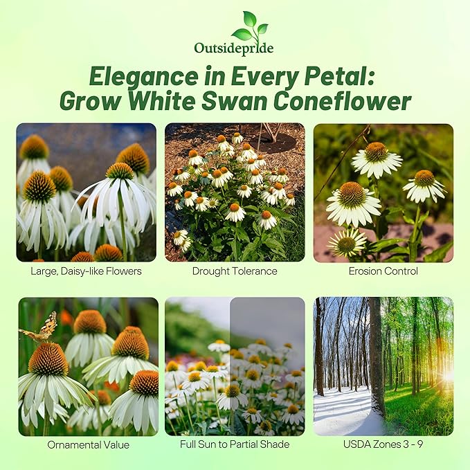 Outsidepride White Swan Echinacea Coneflower Seeds - 500 Pcs Hardy, Drought-Tolerant Perennial Wildflower Seeds for Planting w/Daisy-Like Blooms, Ideal for Gardens, Borders, & Pollinator Habitats