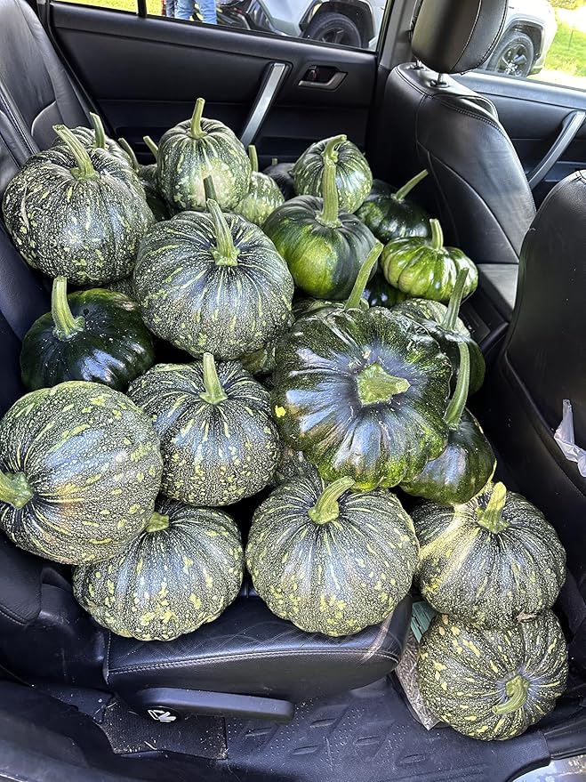 20 Bangla Sweet Spotted Dotted Pumpkin Seeds, High-Yield Variety, 75-80 Days Harvest, Indian Sweet Pumpkin Seeds