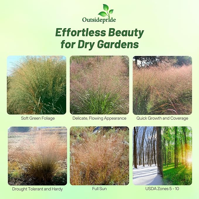 Outsidepride Sand Love Grass Seeds - 10,000 Pcs. Perennial, Easy to Grow, Drought-Tolerant, Tall Ornamental Grass, Thrives in Sandy Soil, Wind & Erosion Control for Landscaping, Year-Round Beauty