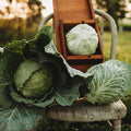 All Seasons Cabbage - 100 Seeds - Heirloom & Open-Pollinated Variety, Non-GMO Vegetable Seeds for Planting Outdoors in The Home Garden, Thresh Seed Company