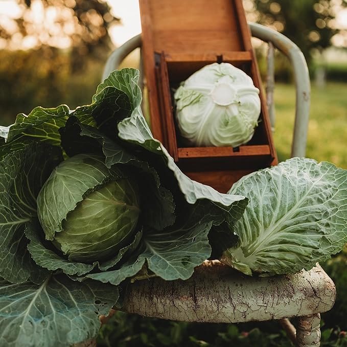 All Seasons Cabbage - 100 Seeds - Heirloom & Open-Pollinated Variety, Non-GMO Vegetable Seeds for Planting Outdoors in The Home Garden, Thresh Seed Company