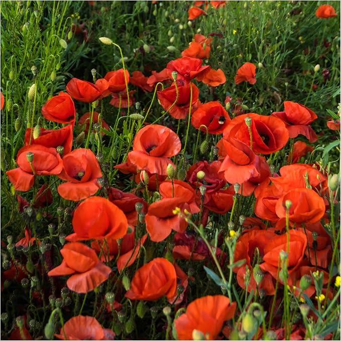 Seed Needs Corn Poppy Seeds for Planting Wildflower Seeds | Papaver Rhoeas Annual Flower Seed Red Blooms | Produces Red Prolific Blooms an American Summer Favorite | Bulk