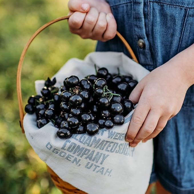 Garden Huckleberry - 50 Seeds - Heirloom Berry Variety, USA-Grown, Non-GMO Heirloom Fruit Seeds for Planting Outdoors in The Home Garden, Thresh Seed Company