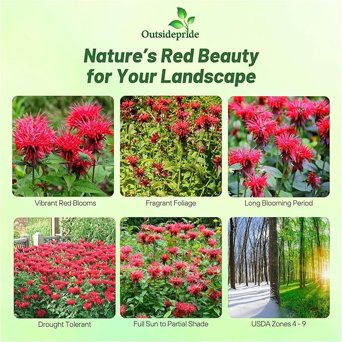 Outsidepride Scarlet Bee Balm Seeds - 500 Pcs Perennial, Easy to Grow & Pollinator Friendly Monarda Didyma Flower Seeds for Planting Mint Scented Leaves & Edible Blooms, Ideal for Teas & Potpourri