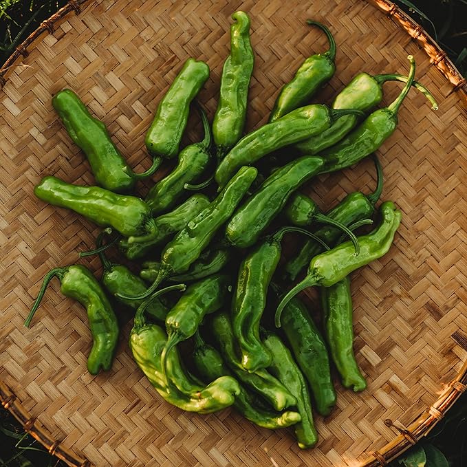 Shishito Japanese (Mildly Hot) Chili Pepper - 25 Seeds - Heirloom Chile Pepper Variety, Non-GMO Vegetable Seeds for Planting in The Home Garden, Thresh Seed Company