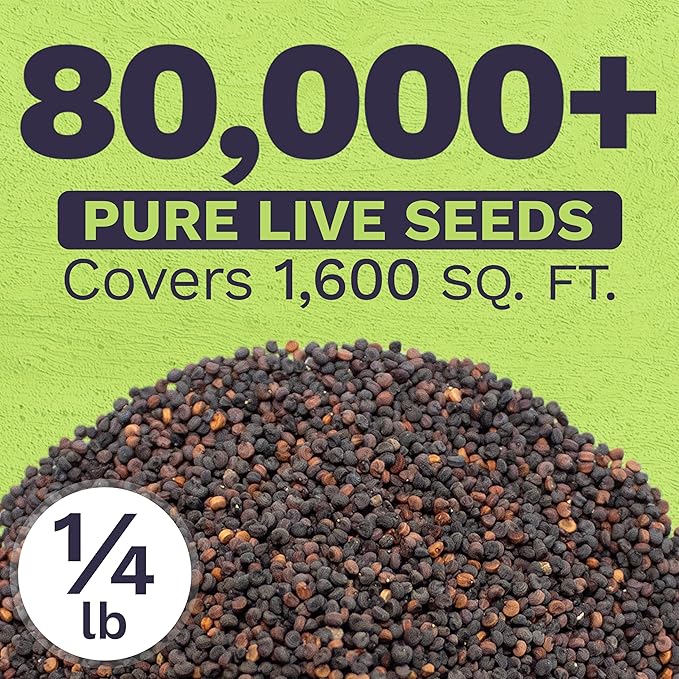 Showy Baby's Breath Seeds – Bulk Quarter Pound Bag – Over 80,000 Open Pollinated Non-GMO Wildflower Seeds – Gypsophila elegans – Quick Blooming White Flowers