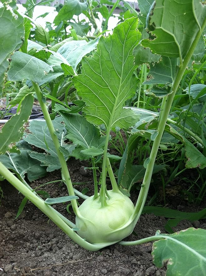 Seeds Kohlrabi Cabbage Giant Biennial Vegetable for Planting